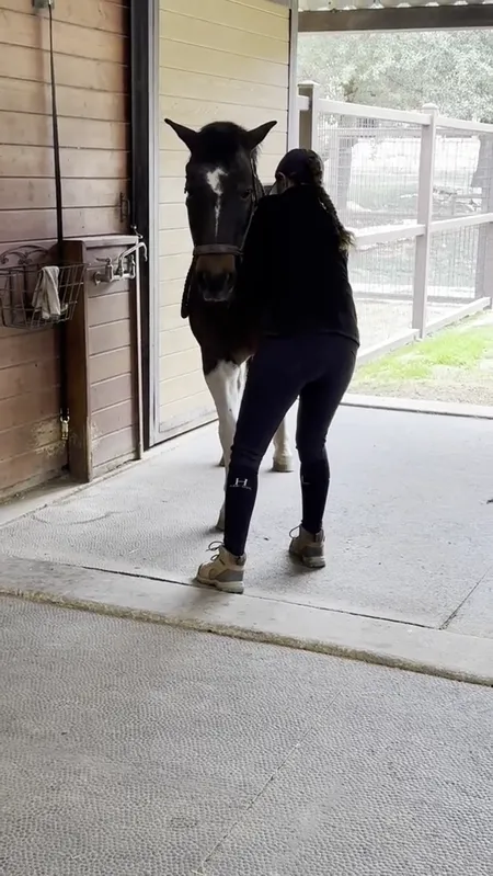 Equine bodywork session video poster