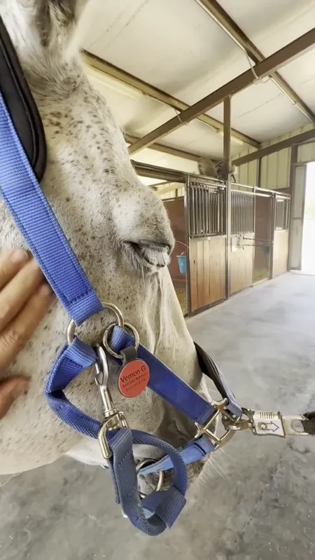 Equine therapy session video poster