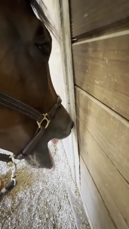 Horse wellness session video poster