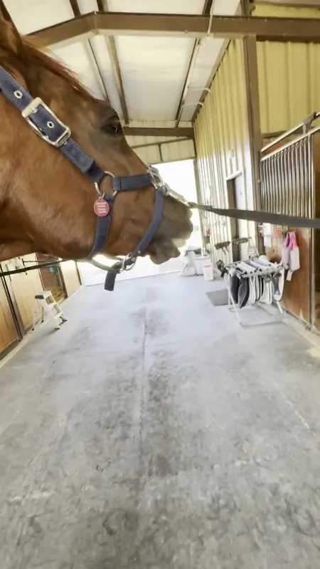 Equine bodywork demonstration video poster